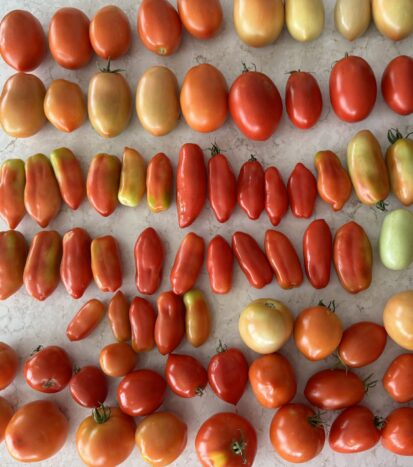 Food Preservation: Freezing Fresh Tomatoes