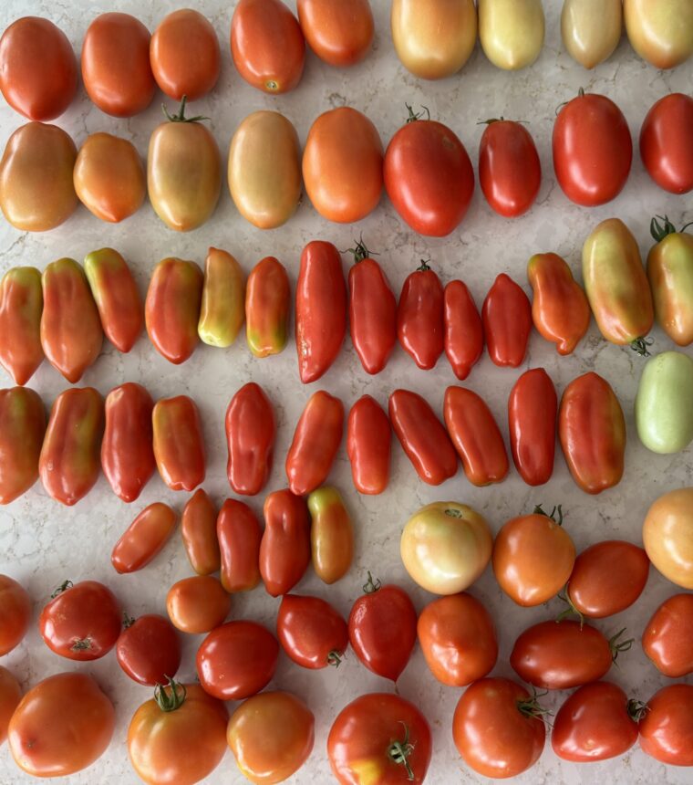 Food Preservation: Freezing Fresh Tomatoes